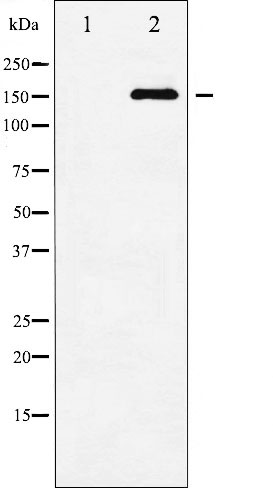 Валидация Affinity AF3476 - 1998