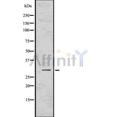 Валидация Affinity DF7560 - 19312
