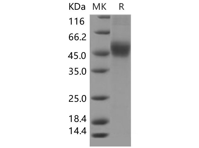 Валидация Elabscience PKSM040485(4480)