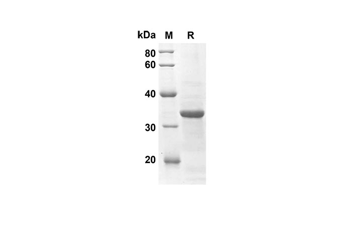 Валидация Elabscience PDEM100127(480)