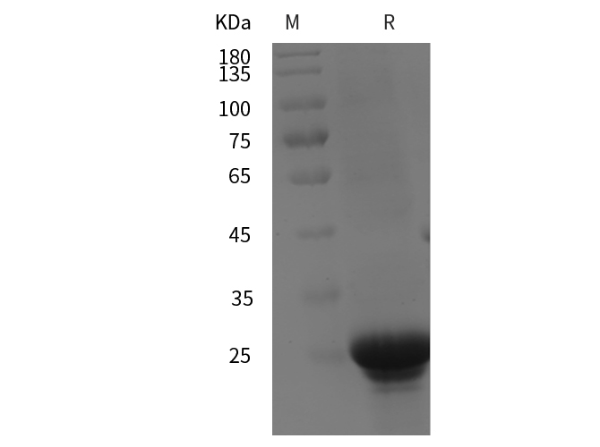 Валидация Elabscience PDEH100998(405)