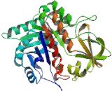 Glycoprotein 39, Cartilage (GP39)