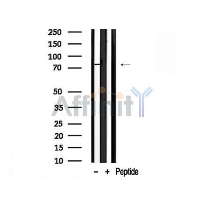 Валидация Affinity AF7860 - 4597