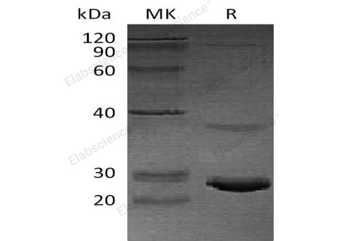 Валидация Elabscience PKSH032146(2678)
