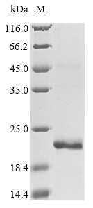 SDS-PAGE