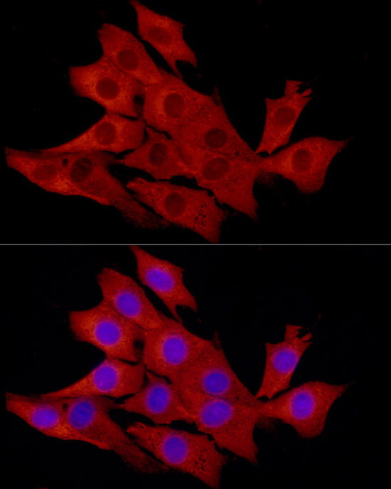 Валидация Elabscience E-AB-93278