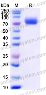 EHP21401, SDS-PAGE