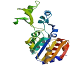 Sirtuin 7 (SIRT7) Sirtuin 7 (SIRT7)