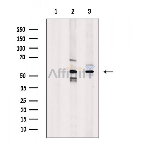 Валидация Affinity DF2707 - 13421