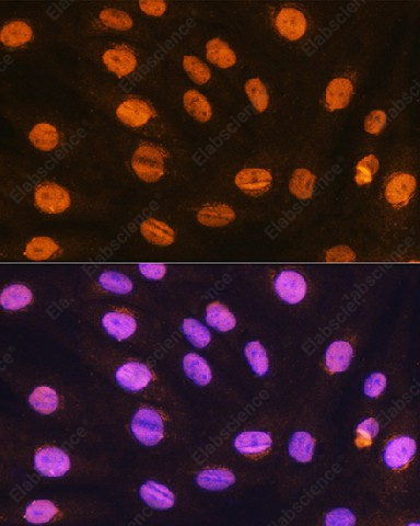 Иммунофлуоресценция, GTF3C3, клетки H9C2