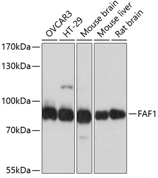 Валидация Elabscience E-AB-65419