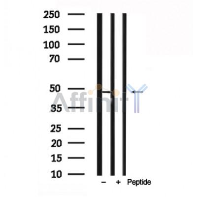Валидация Affinity AF7809 - 4531