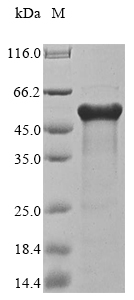 SDS-PAGE