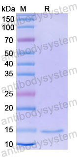 Валидация SDS-PAGE - AntibodySystem RHE24701