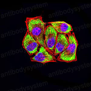 Валидация IF - AntibodySystem RHB07701