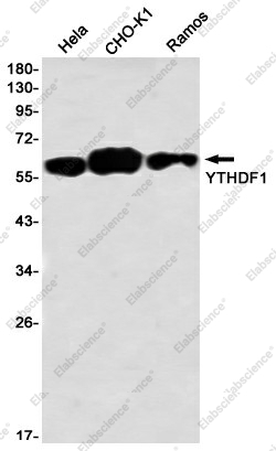 Вестерн-блоттинг, YTHDF1, клетки HeLa, CHO-K1, Ramos