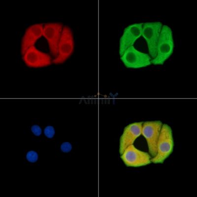 Валидация Affinity DF15443 - 11787