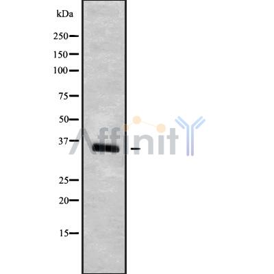 Валидация Affinity DF10235 - 5815
