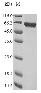SDS-PAGE