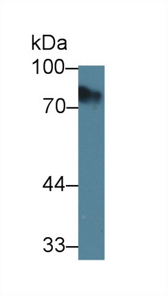 12536