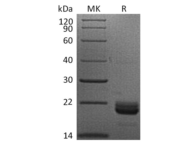 Валидация Elabscience PKSH033498(3802)