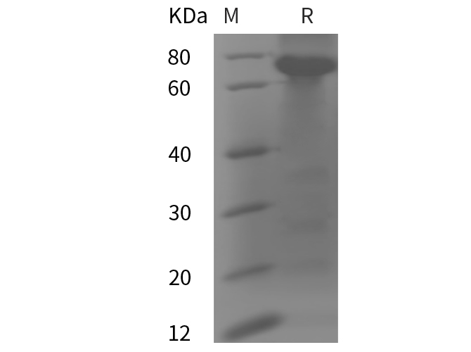 Валидация Elabscience PDMH100095(798)