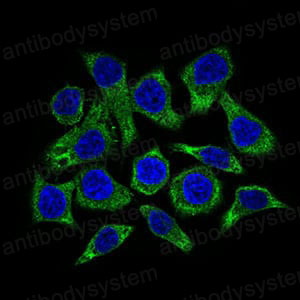 Валидация IF - AntibodySystem RHF91702