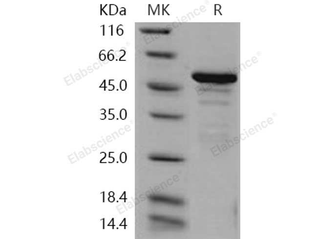 Валидация Elabscience PKSH030963(1782)