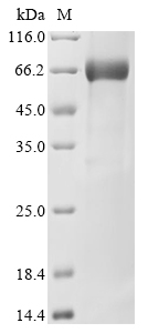 SDS-PAGE