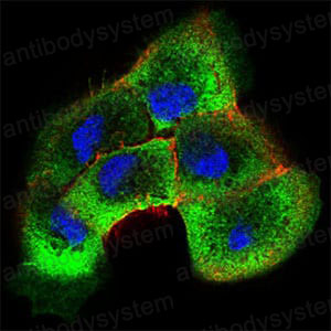 Валидация IF - AntibodySystem RHD82901