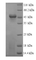 SDS-PAGE