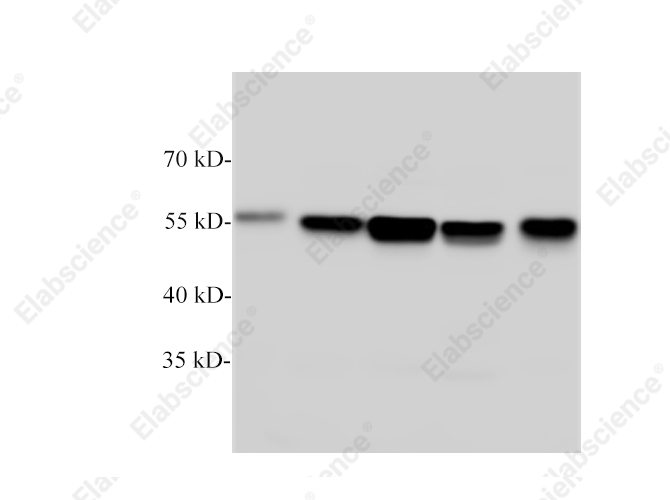 Вестерн-блоттинг, TUBB, клеточные линии HeLa, NIH/3T3, C6, PC-12, A431