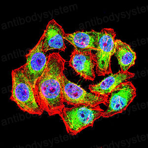 Валидация IF - AntibodySystem RHD34804