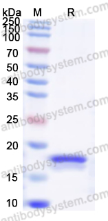 Валидация AntibodySystem YRB91601