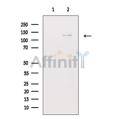 Валидация Affinity AF6272 - 3523