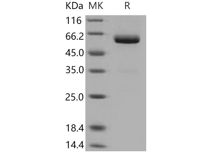 Валидация Elabscience PKSM040820(4784)