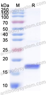 Валидация AntibodySystem YVV15301