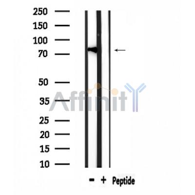 Валидация Affinity DF4646 - 16298