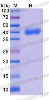 EHK60201, SDS-PAGE