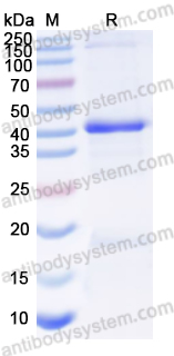 Валидация AntibodySystem YHC40801