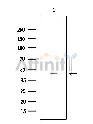 Валидация Affinity AF5219 - 2685