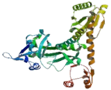 Nuclear Receptor Corepressor 1 (NCOR1) Nuclear Receptor Corepressor 1 (NCOR1)