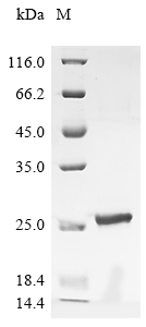SDS-PAGE