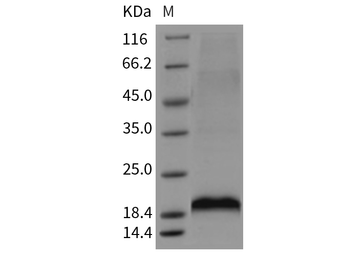 Валидация Elabscience PKSM040421(4419)