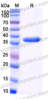 YHJ67602, SDS-PAGE