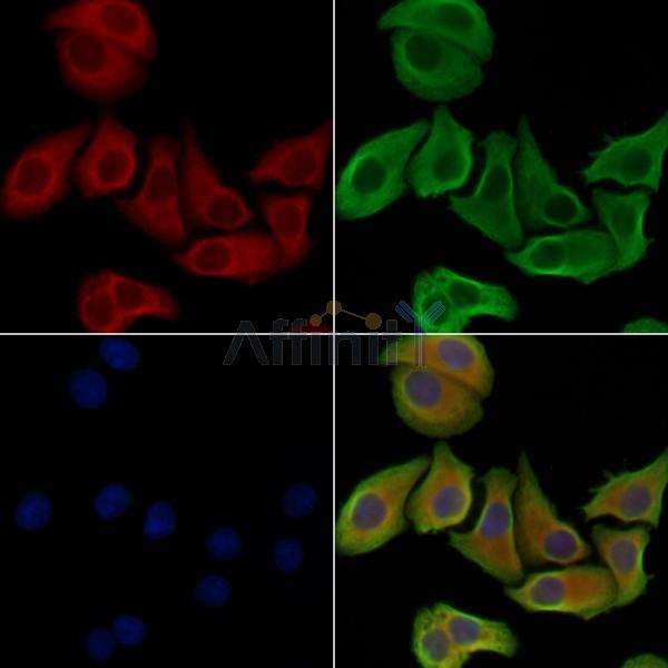 Валидация Affinity DF2999 - 13736