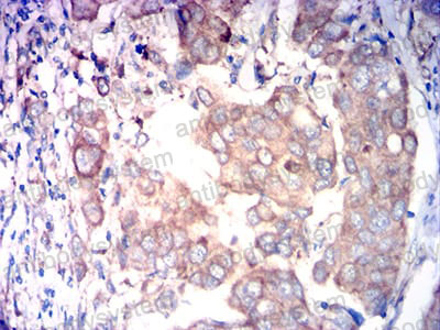 Валидация AntibodySystem RHG32202