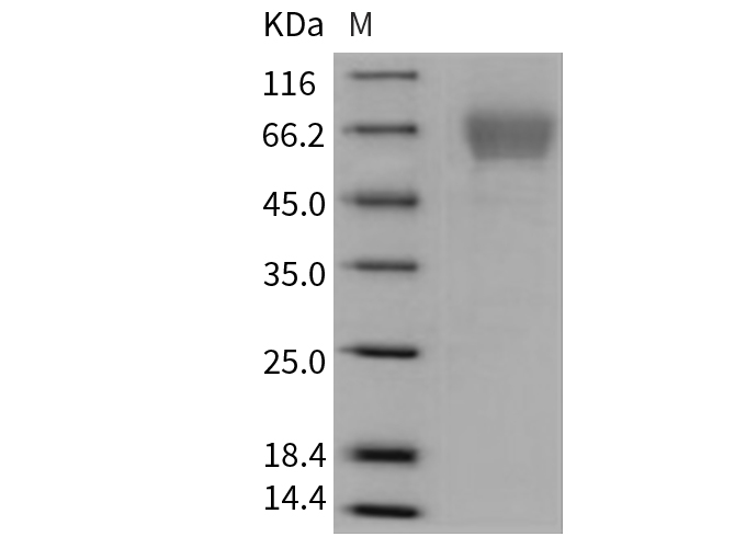 Валидация Elabscience PKSM040707(4684)