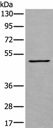 Валидация Elabscience E-AB-19493