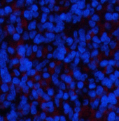 Валидация Elabscience E-AB-22245